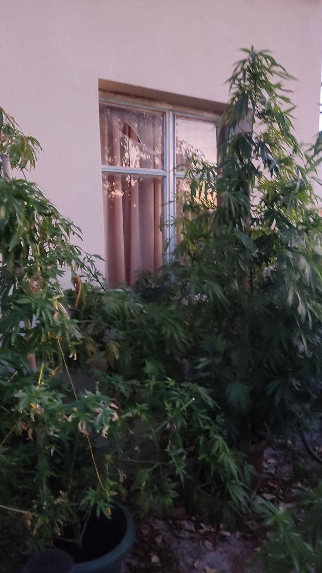 χασισοφυτεία λιβάδεια