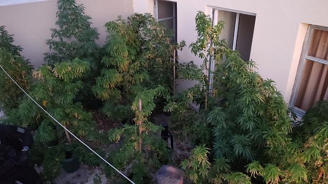 χασισοφυτεία λιβάδεια