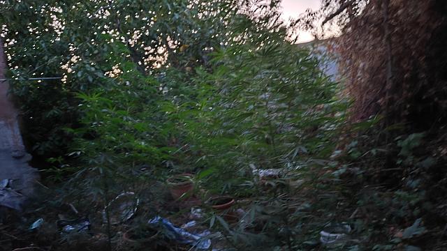 χασισοφυτεία λιβάδεια