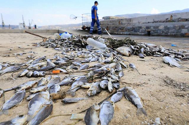 νεκρά ψάρια