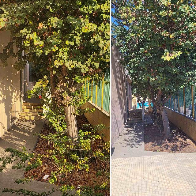 ΠΡΑΣΙΝΟ ΣΧΟΛΕΙΑ