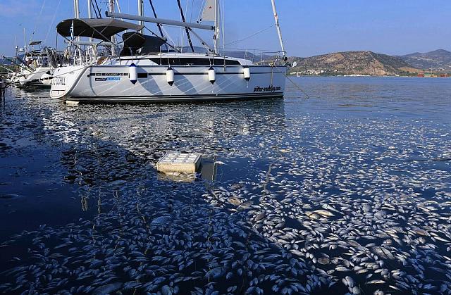νεκρά ψάρια