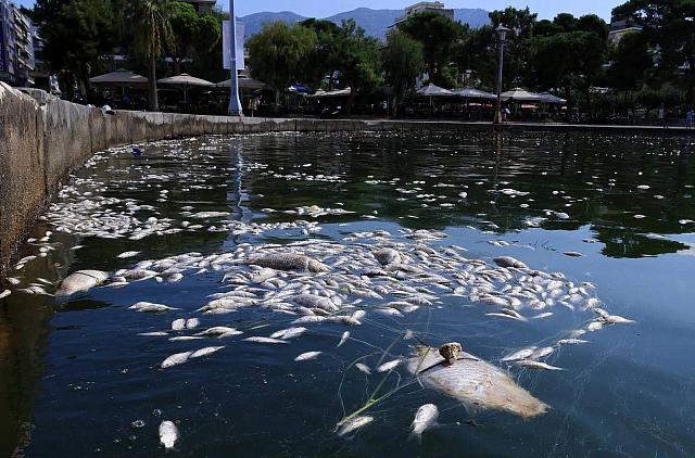 νεκρά ψάρια