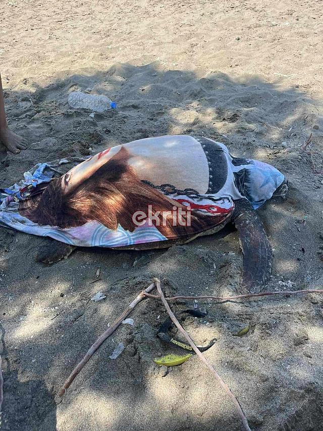 διάσωση χελώνας