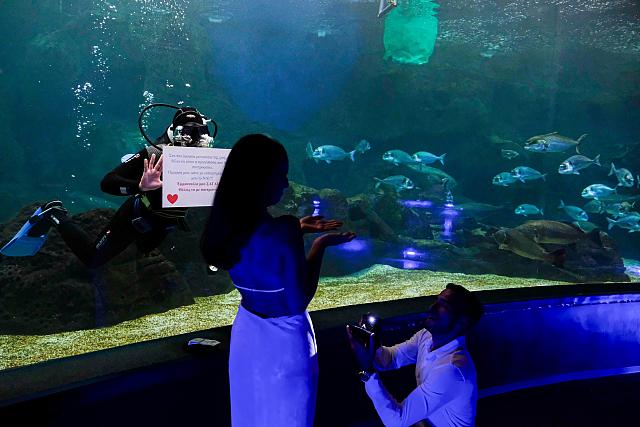 προταση γαμου ενυδρειο