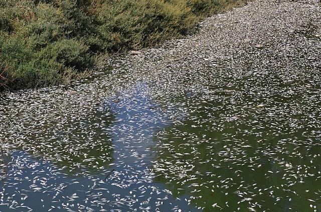 νεκρά ψάρια