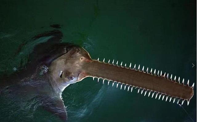 προιστορικος καρχαριας