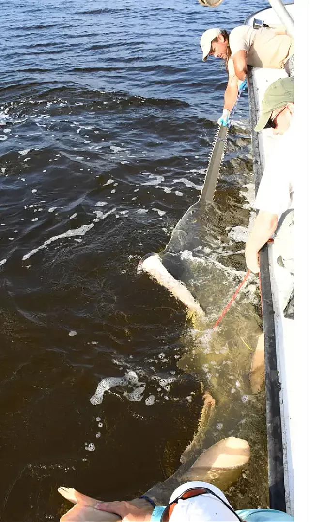 προιστορικος καρχαριας