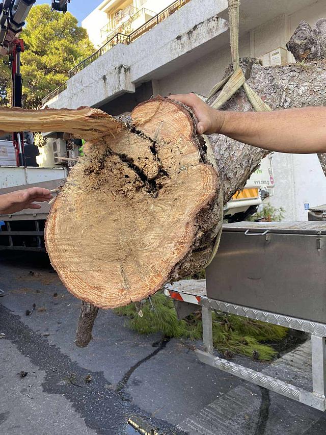 δεντρο Σμπώκου