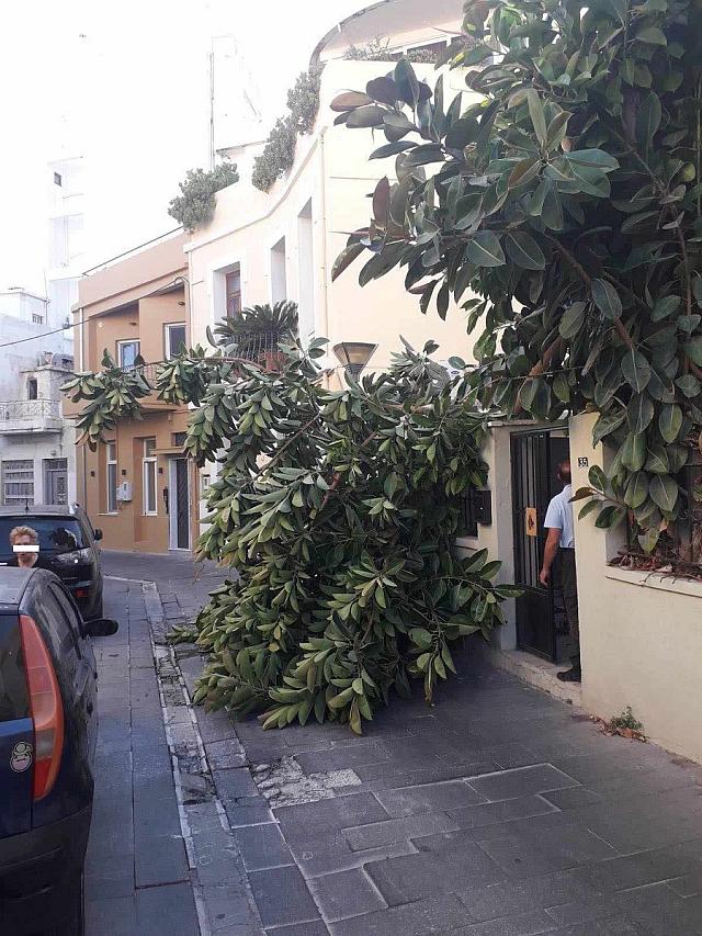 πτώση δέντρου