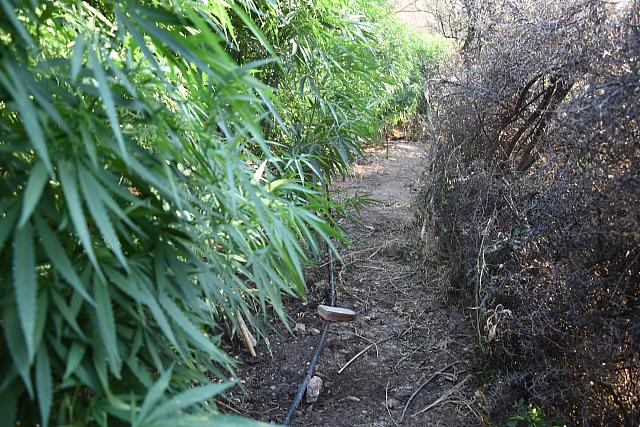 δενδρύλλια