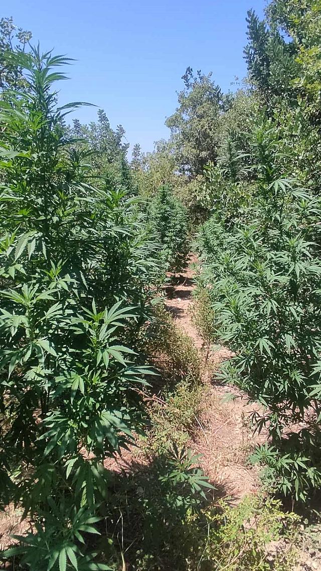 ΦΥΤΕΙΑ ΚΑΝΝΑΒΗς