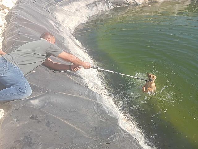 σκυλάκι διάσωση