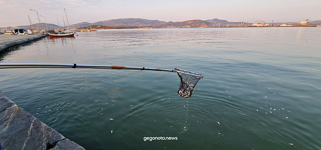 νεκρά ψάρια