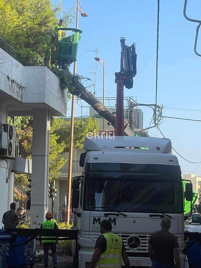 σμπώκου δέντρο