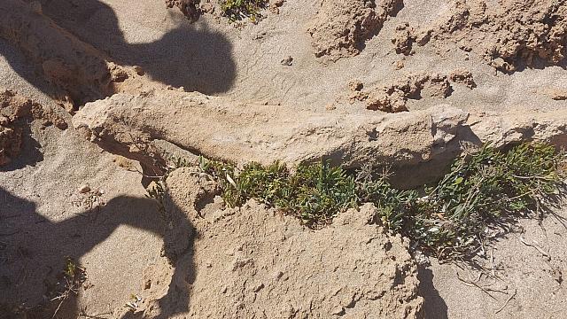 απολιθωμενο δασος ακρωτηρι χανιων