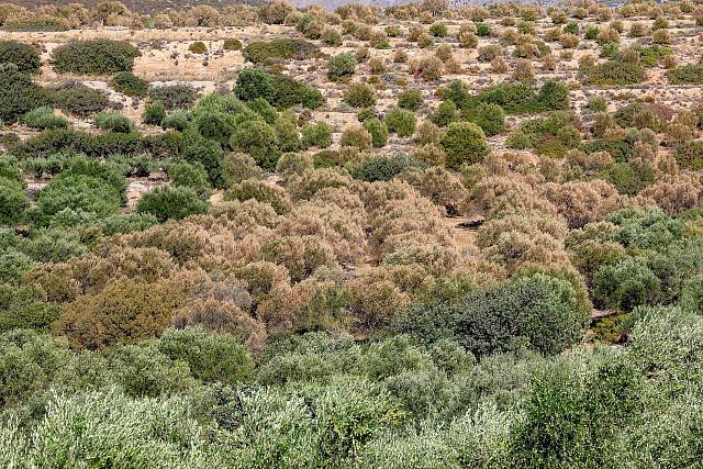 ξερά λιόφυτα