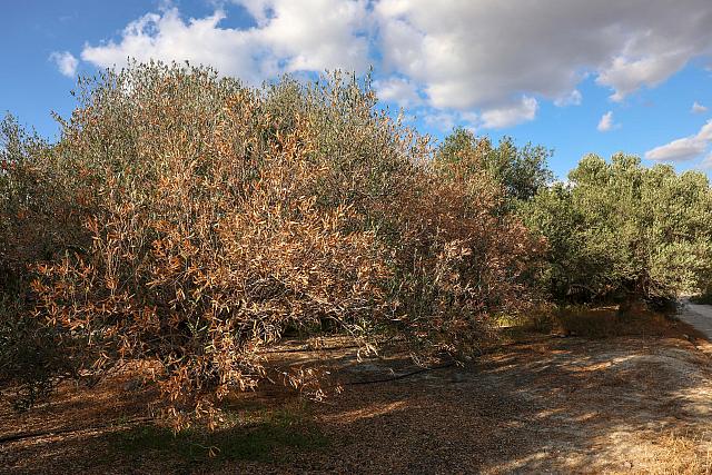 ξερά λιόφυτα