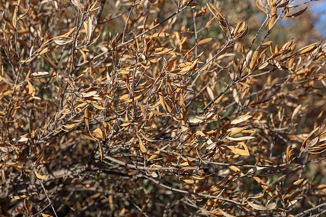 ξερά λιόφυτα