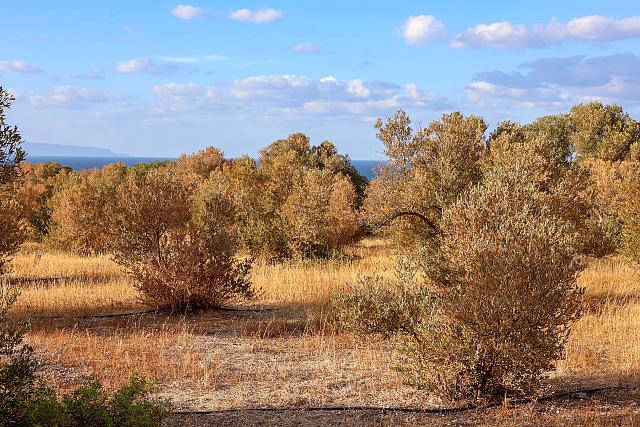 ξερά λιόφυτα