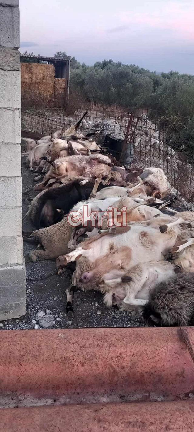 σφαγμένα αρνιά κυπαρίσσι