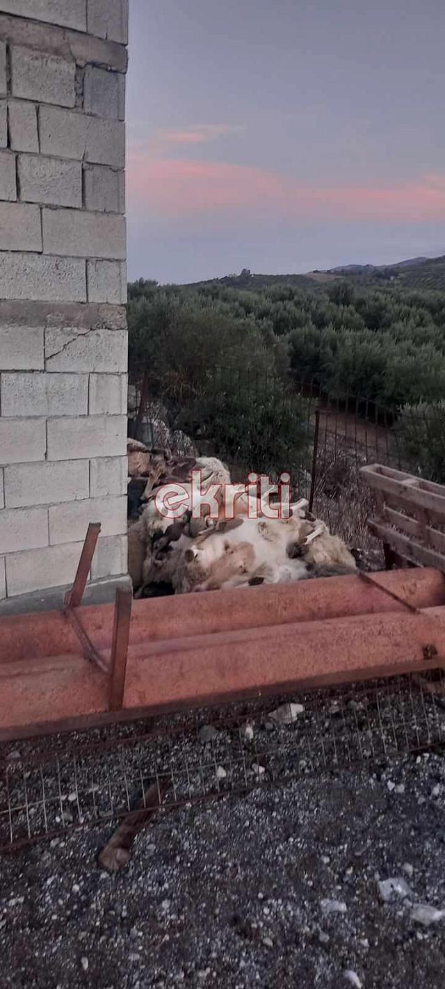 σφαγμένα αρνιά κυπαρίσσι