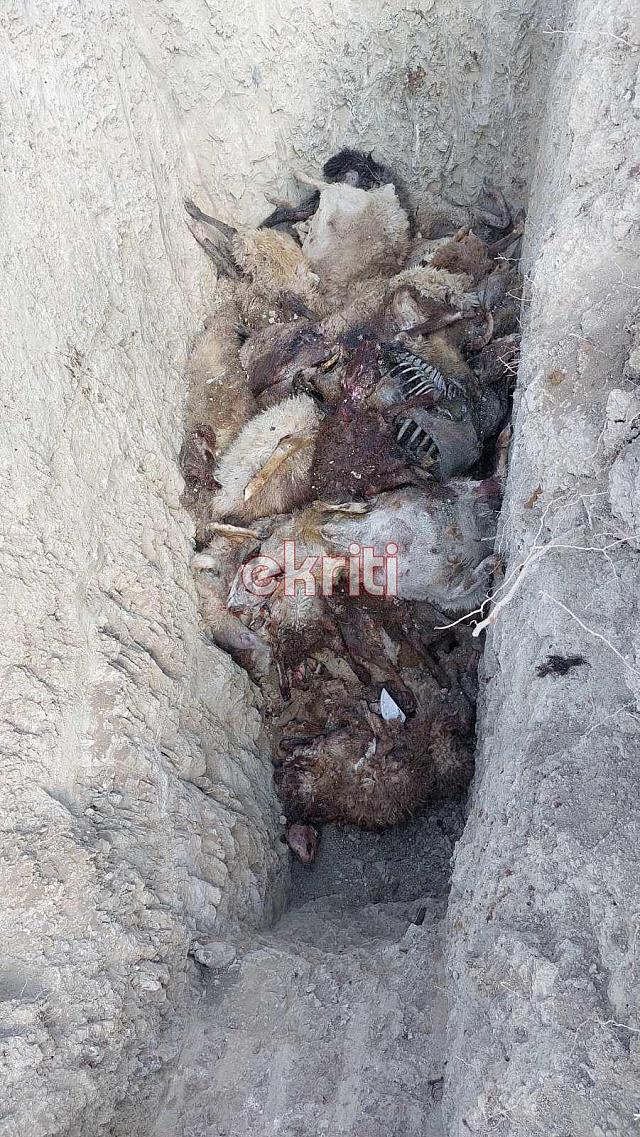 σφαγμένα αρνιά κυπαρίσσι