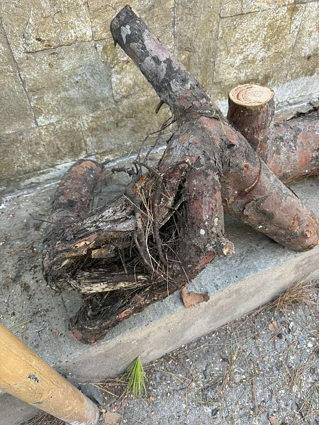 δεντρα Ηρακλειο