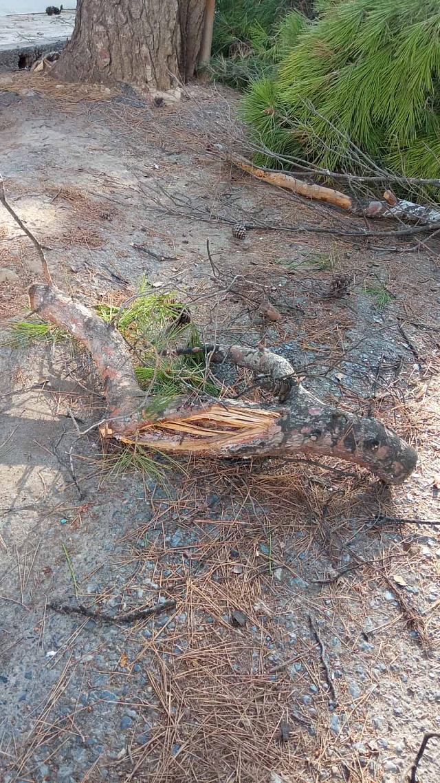 δεντρα Ηρακλειο