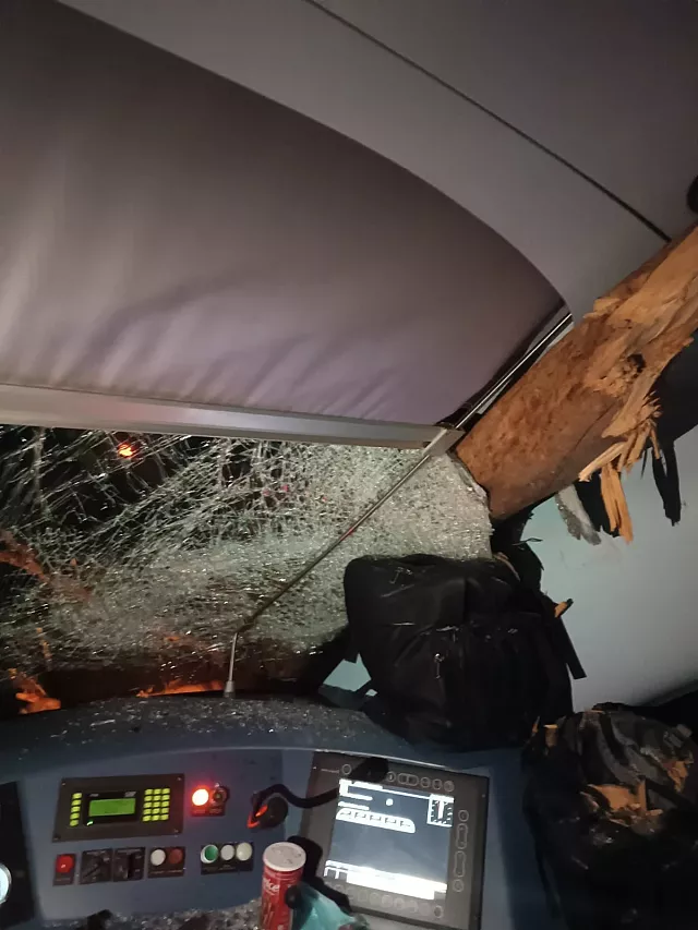 δεντρα τρένο 2