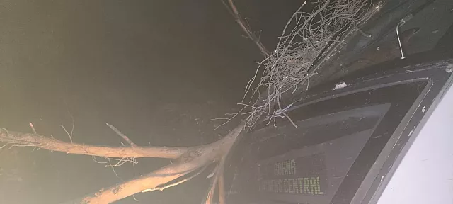 δεντρα τρένο 