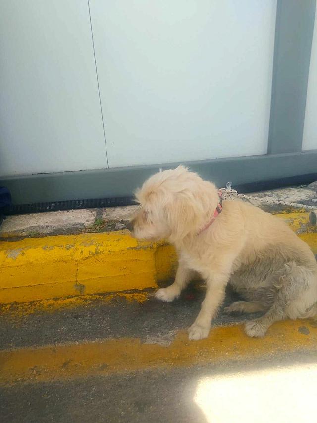 εγκατάλειψη σκύλου στο λιμάνι