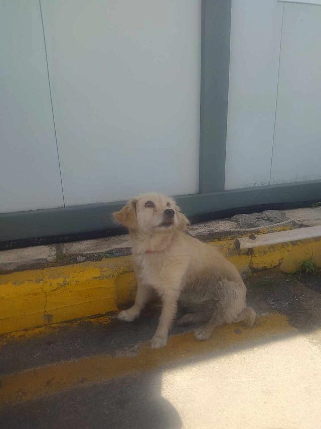 εγκατάλειψη σκύλου στο λιμάνι