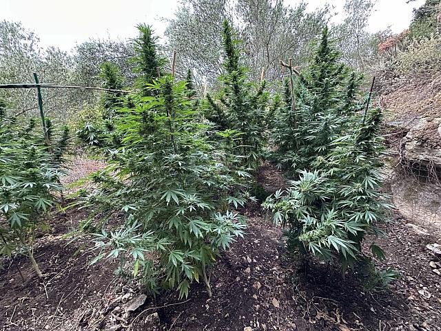 χασισοδεντρα