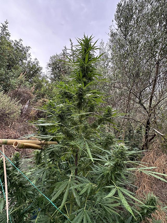 χασισοδεντρα