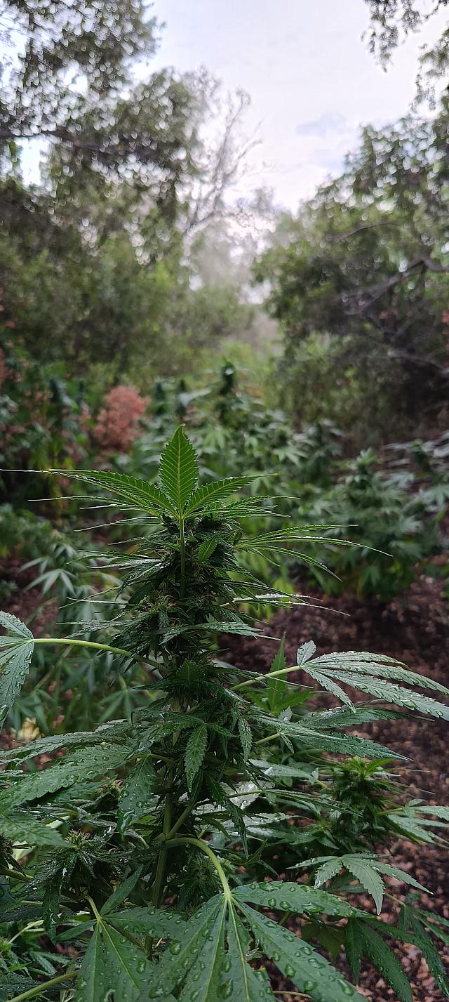 χασισοδεντρα