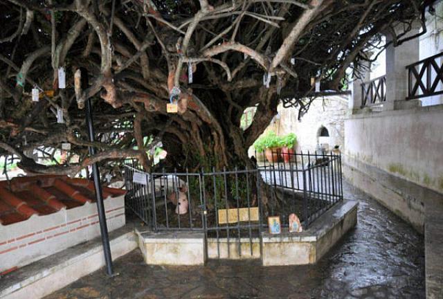 μυρτια - παλιανη