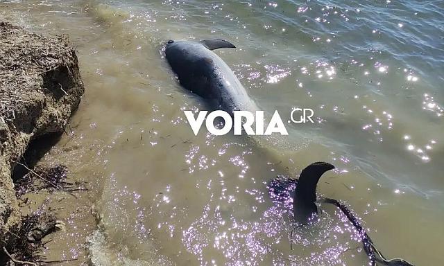 δελφίνι θεσσαλονίκη