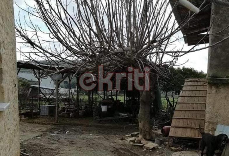 πρόβατα βόννη