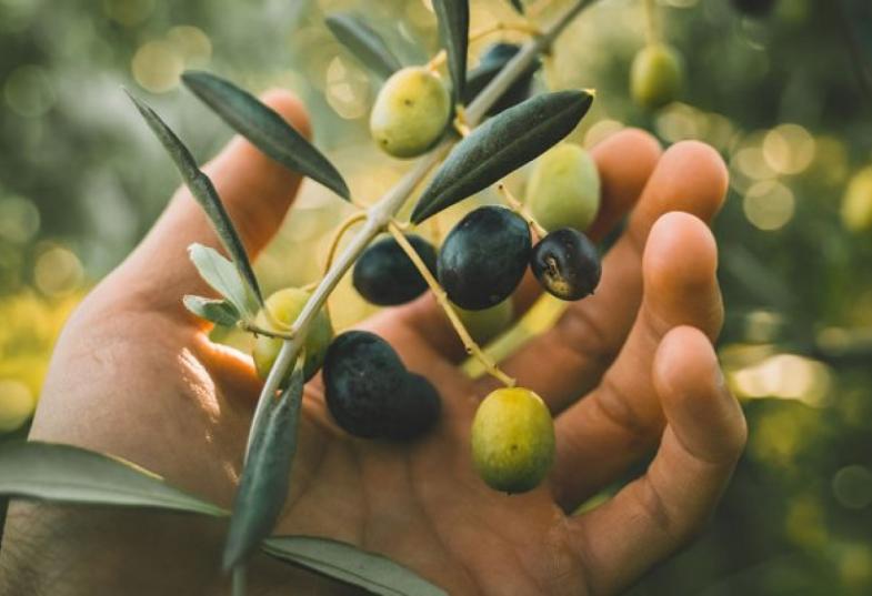 δάκος ελιές