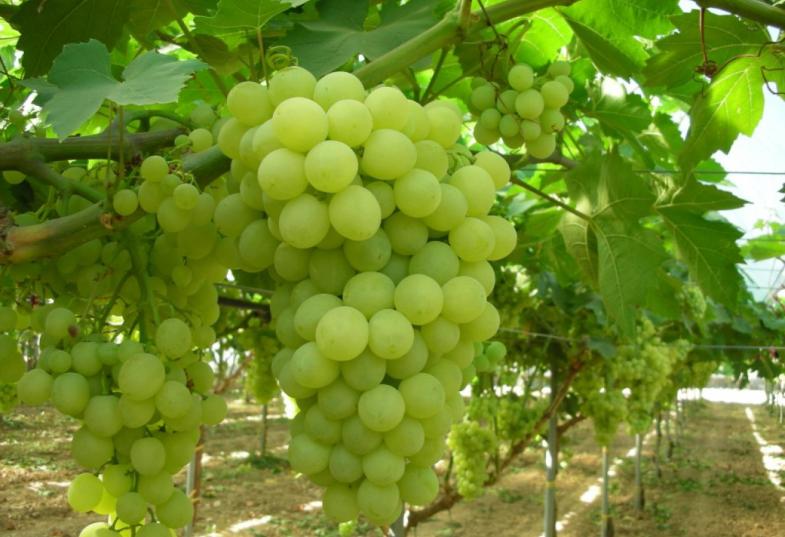 επιτραπέζιο σταφύλι