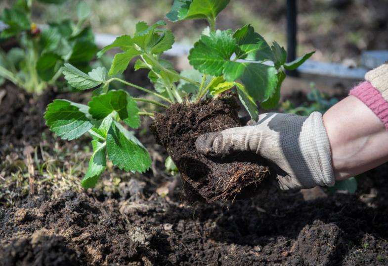 εργάτες γης