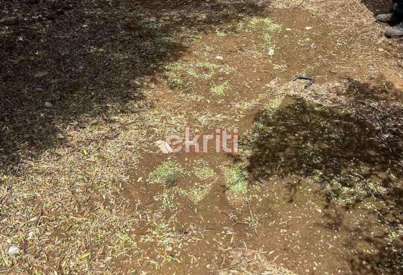 ζημιές σε ελιές 