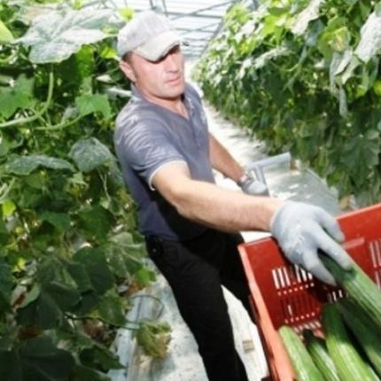 Σε απόγνωση οι αγρότες στην Ιεράπετρα