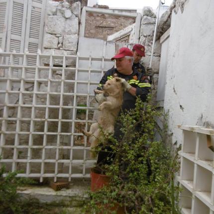 διάσωση σκύλου ΕΜΑΚ