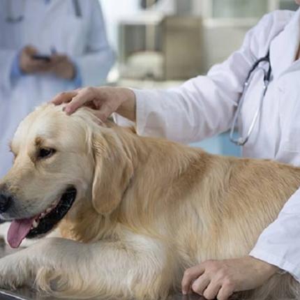 σκύλος-κτηνίατρος