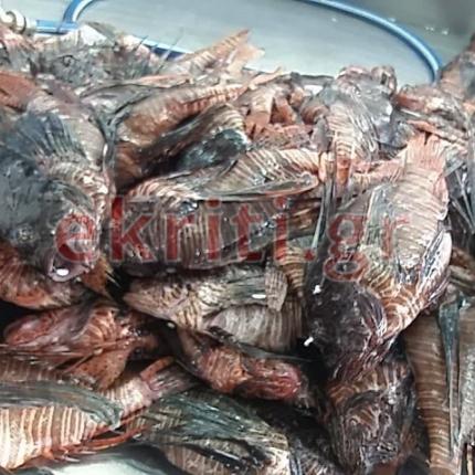 λεοντόψαρα