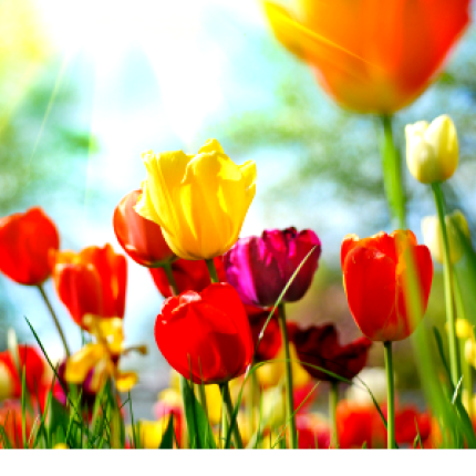 Καλλιεργητικές φροντίδες Μαΐου