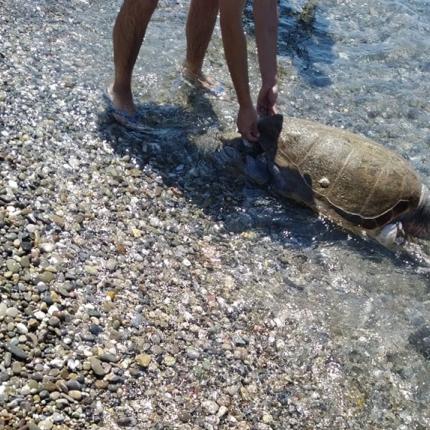 καρέτα καρέτα μακρύ γυαλός