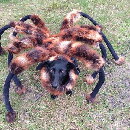 Σκύλος - αράχνη σκoρπάει τον τρόμο και σαρώνει το Youtube! 